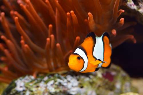 Amphiprion ocellaris clownfish in marine aquarium